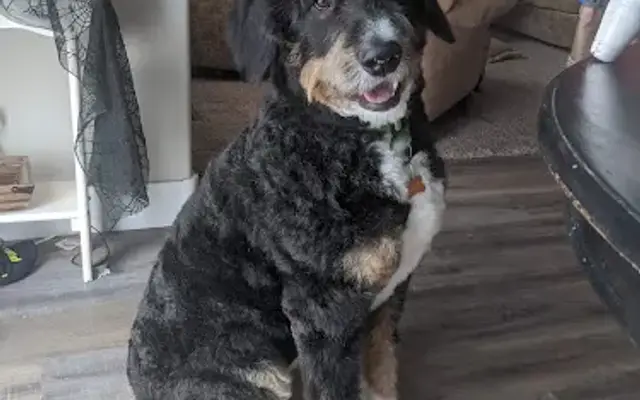 Mr Dog Hair - Dog Grooming Service - Mobile Dog Grooming - Dog Haircuts in Idaho Falls ID in Idaho Falls, ID