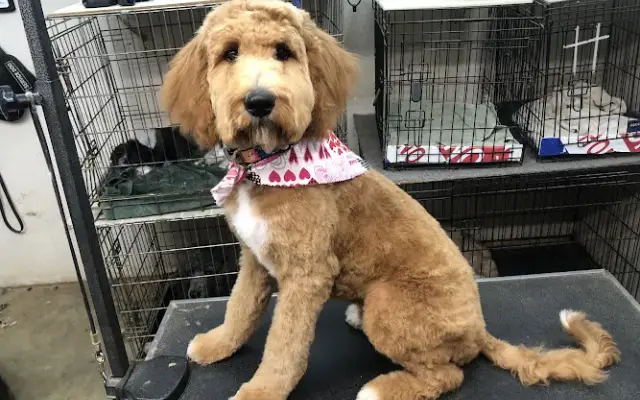 Groomingdales in Redding, CA