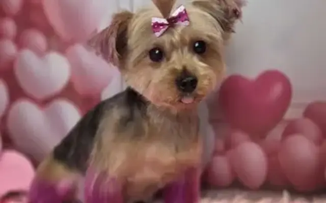 High Standards Pet Salon in Rushford, MN