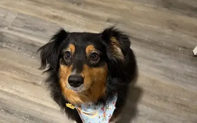 Hairy Styles Dog Grooming in Wind Lake, WI
