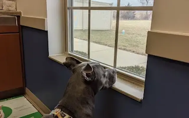 South Creek Animal Hospital in Manteno, IL