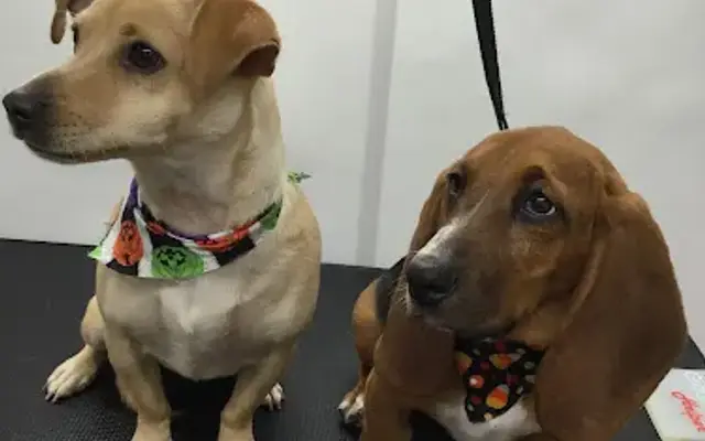 24/7 Pet Grooming in Apple Valley, CA