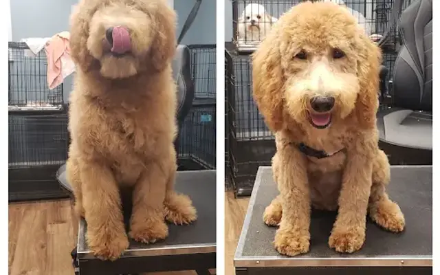Candi's Canine Clippers in Elwood, IN