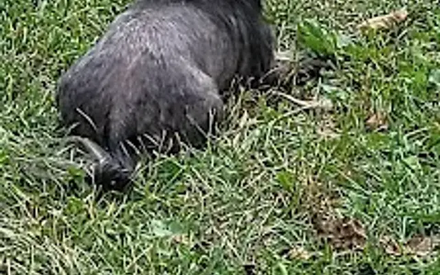 PawSpa N'More in Centralia, MO