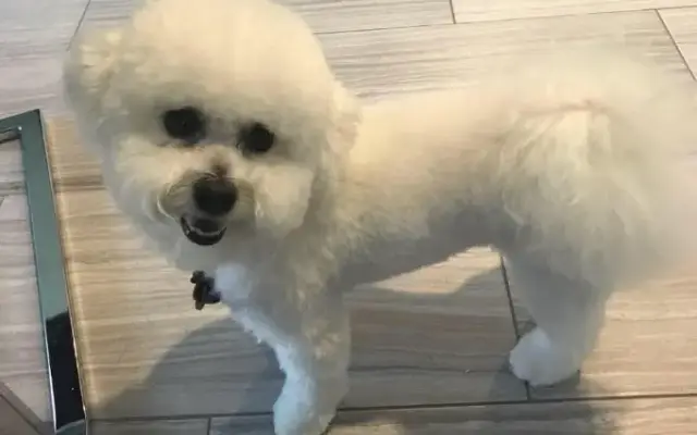 Ashli's House Call Pet Spaw in Rockwall, TX