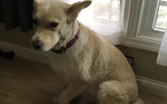Kellie’s Mobile Grooming Salon LLC in Edwardsville, IL