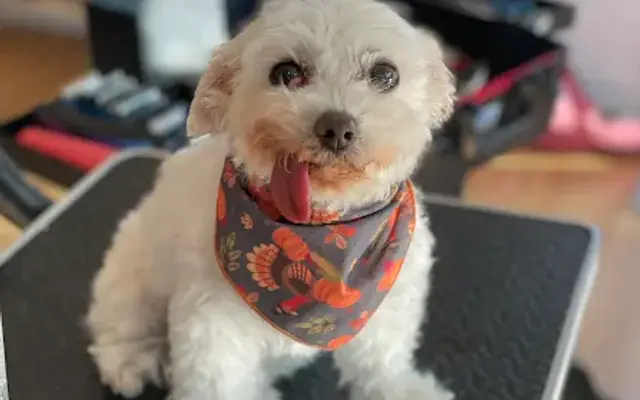 Lainey’s Grooming in Trenton, NJ
