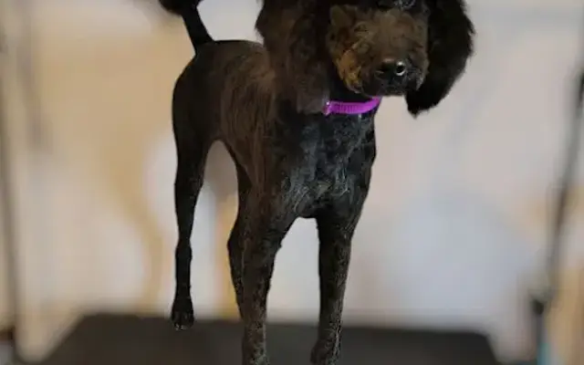 The Dog House Grooming Studio LLC in Springfield, OH