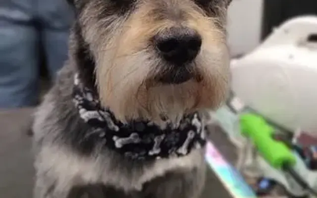 In Style Mobile Pet Grooming by Dawn in Jarrettsville, MD