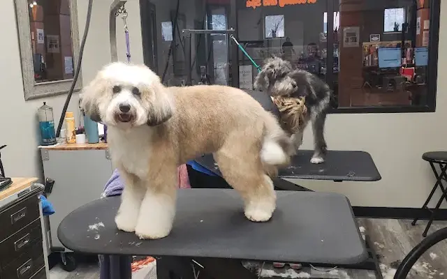 Suds N' Style Pet Studio in Raleigh, NC