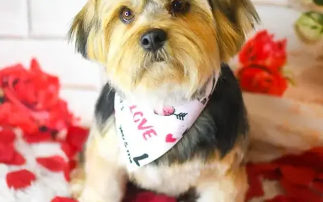 Picture Purrfect Pets in Crestview, FL