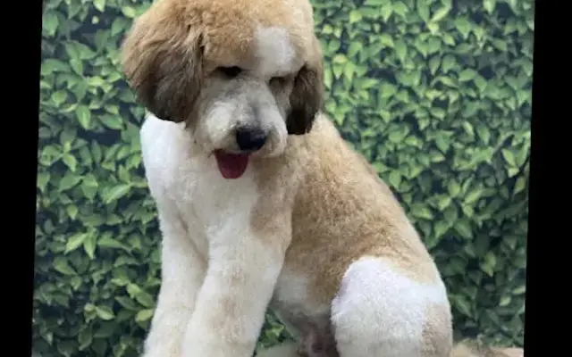 Fancy's Paw Spa & Boutique in Buford, GA