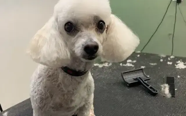Dog Patch Grooming in Sugar Notch, PA