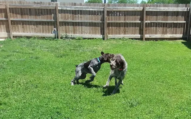 Smoky Valley Dog Center in Lindsborg, KS