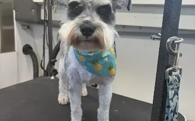 Wag-N-Go Mobile Grooming in Medina, OH