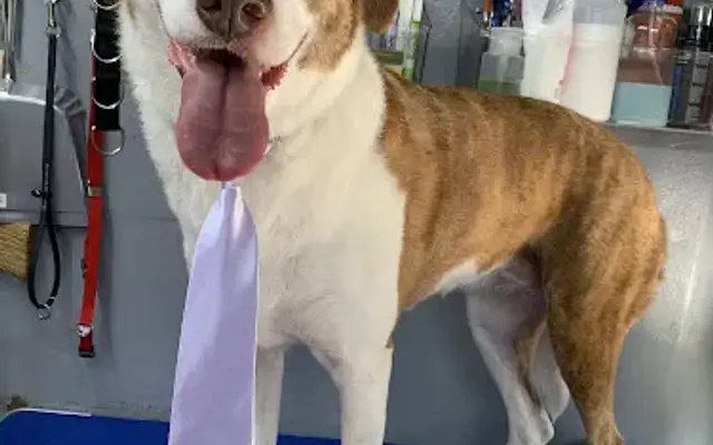 Puppissimo in Los Angeles, CA