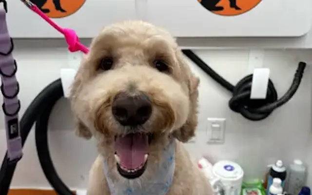 Furry Land Mobile Pet Grooming Portland in Canby, OR