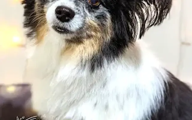 GROOMING & THEN SOME in Charlotte, NC