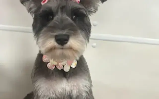 Bark & Bubbles Mobile Grooming in Palmyra, PA