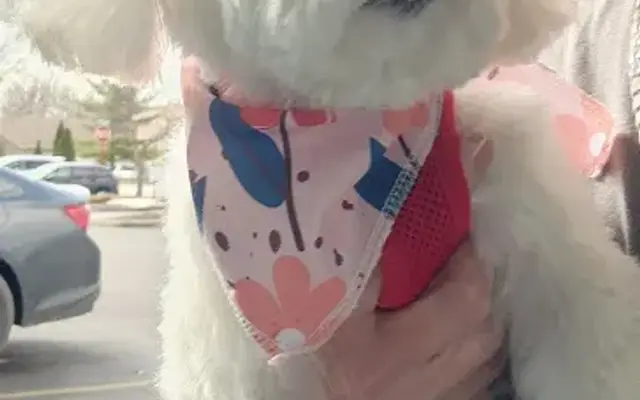 Tara's Pet Boutique - Mason in Cincinnati, OH
