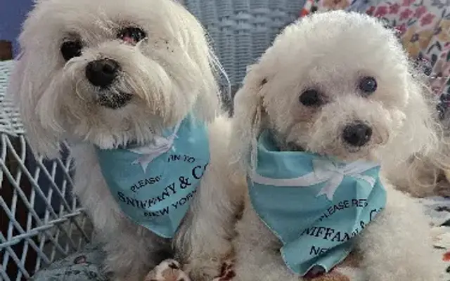 Fantastic Pawz Professional Dog Groomers in New Smyrna Beach, FL