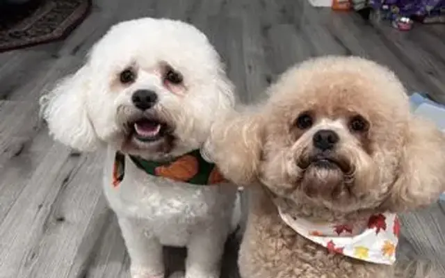 Epic Pets Salon in Marietta, GA
