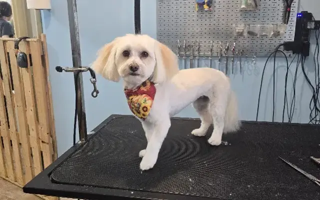 Paw Spa in Zimmerman, MN