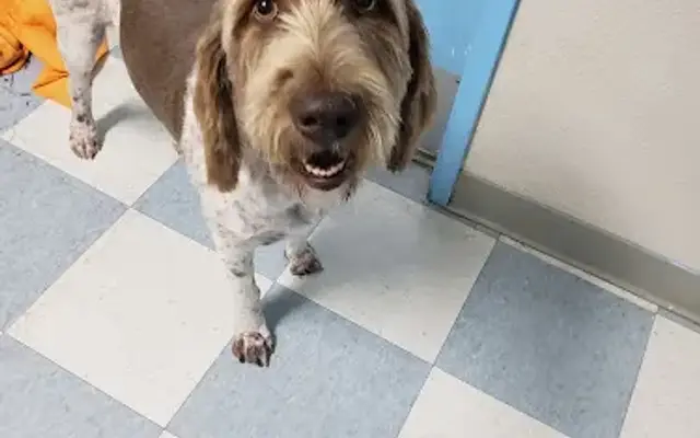 Kristys Pawsitive K9 Grooming in Redding, CA