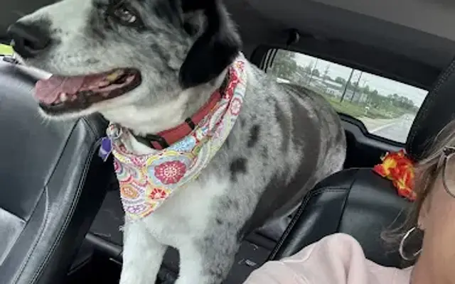 Puppy Cuts - Mexico, MO in Mexico, MO