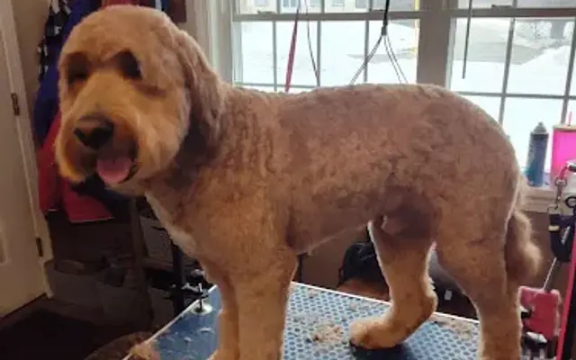 Dogs Applaws Pet Grooming LLC in Kittery, ME