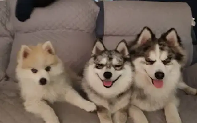 Hands To Paws Grooming in Beverly Hills, FL