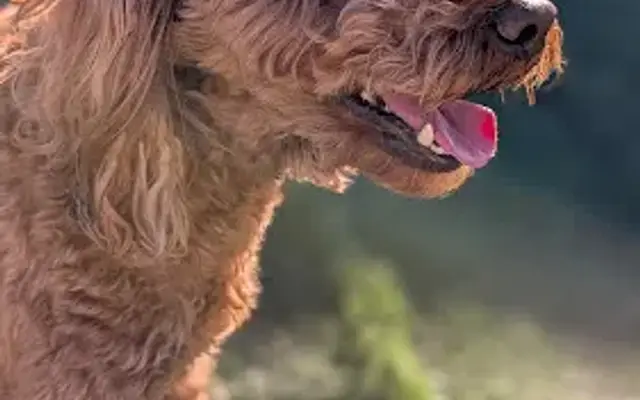SpoK-9 Valley Pet Center in Spokane Valley, WA