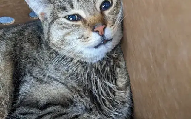 Bastet Veterinary Hospital in El Cajon, CA