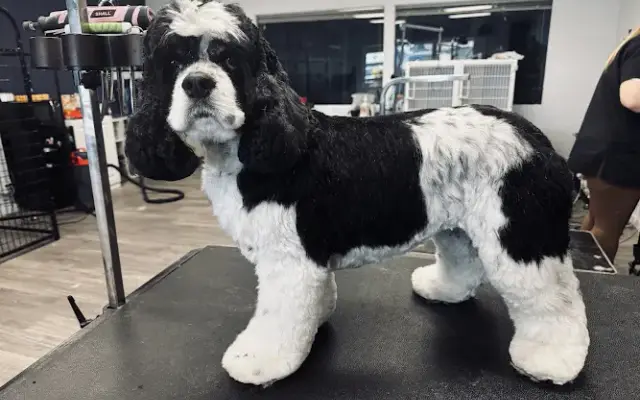 The Paw Spa & Salon in Redding, CA