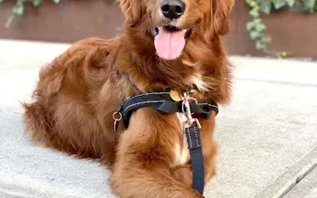HI-BK Doggy Daycare in Brooklyn, NY