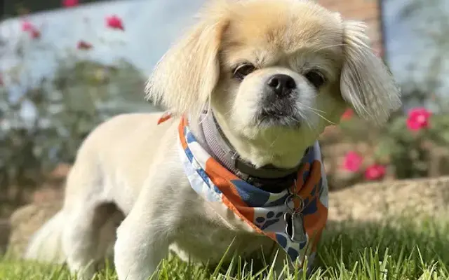 Twist & Snout Grooming Studio in Longview, TX