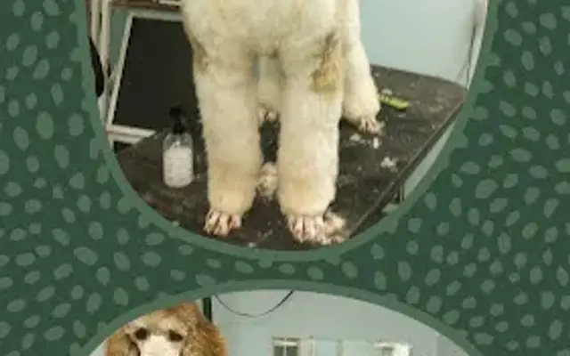 The Groom Room @ World Class Kennels in Harpersville, AL