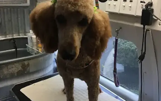 Doggie Do's Mobile Salon in Holland, PA