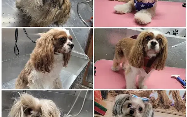 Furtastic Dog Grooming in Brockway, MI