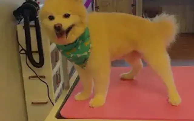 Missy's Grooming in Alsip, IL