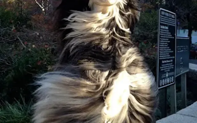Riverbank Tails Grooming in LaFollette, TN