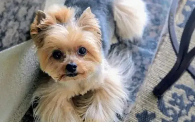 MY Pampered Pet Spa in Bradenton, FL
