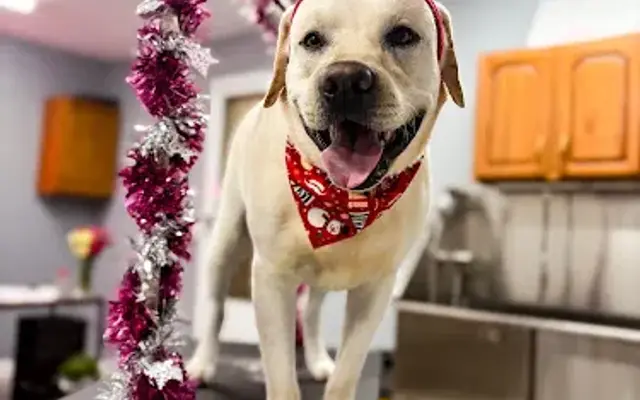 The Canine Canvas in Newmanstown, PA
