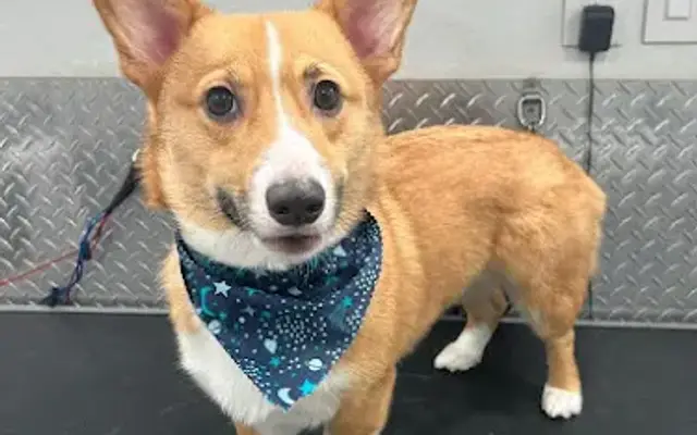 S & M Mobile Pet Grooming in Clermont, FL