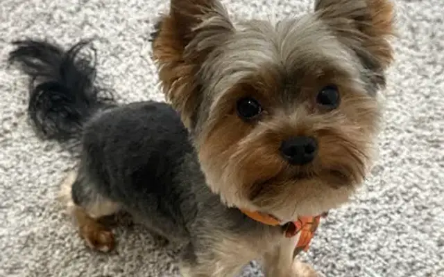 Gipsy PET Grooming in Orlando, FL