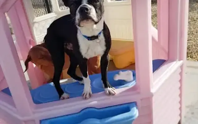 Posh Pet Resorts in Davenport, IA