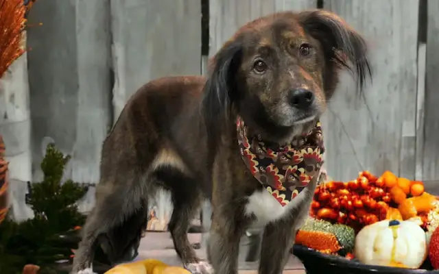 Amy's Pet Palace - Dog And Cat Grooming in Staten Island, NY