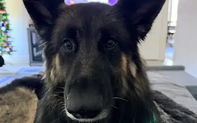 Hound Haven Mobile Pet Spa in Cleburne, TX