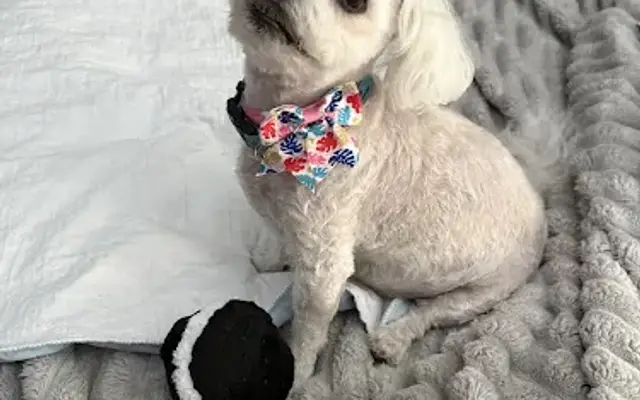Pretty Little Paws in O'Fallon, MO