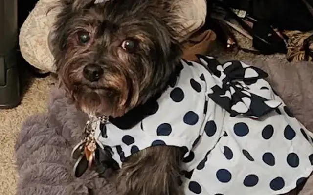 PetSmart Grooming in Brentwood, TN